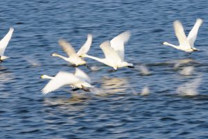 大沼の白鳥