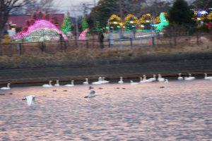 イルミネーションをバックに飛ぶ白鳥